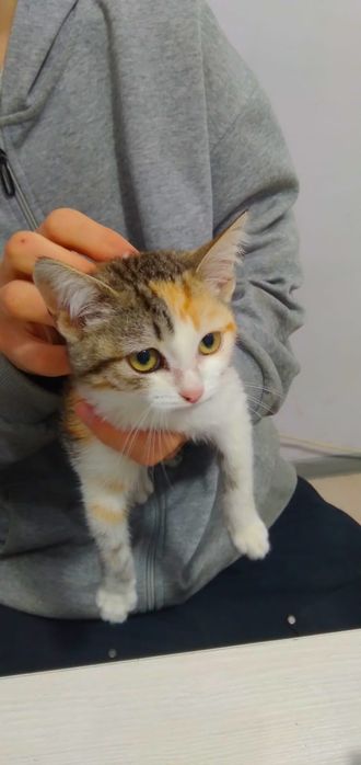 Отдам даром котёнка