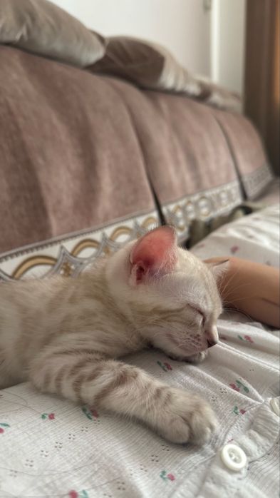 Бенгальская кошка