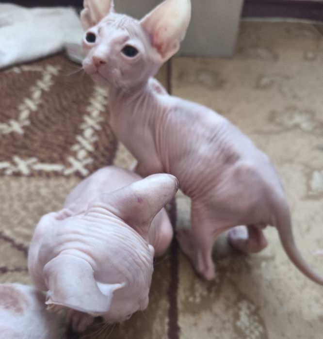 Продам котят донского сфинкса
