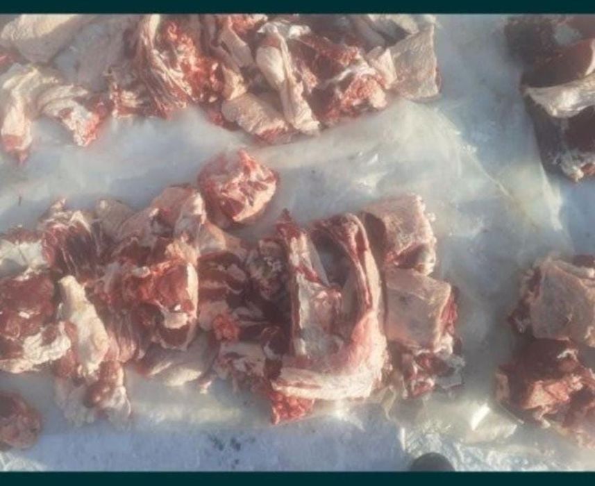 Продам говядину телки жирные.