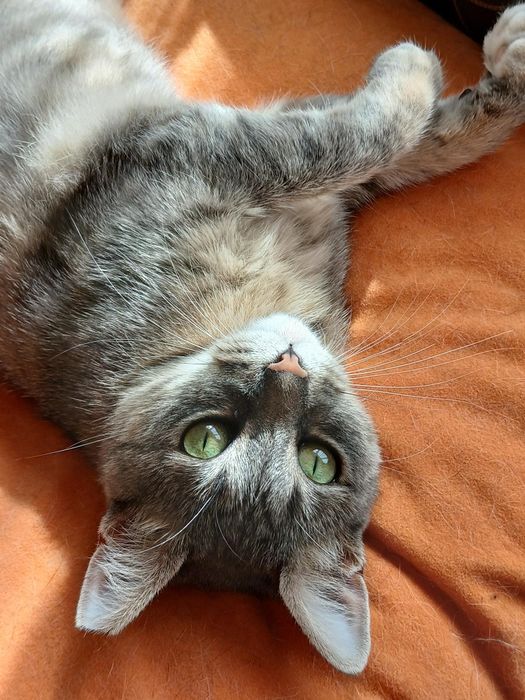 Подарявам котка - Синьо Таби, женска, кастрирана