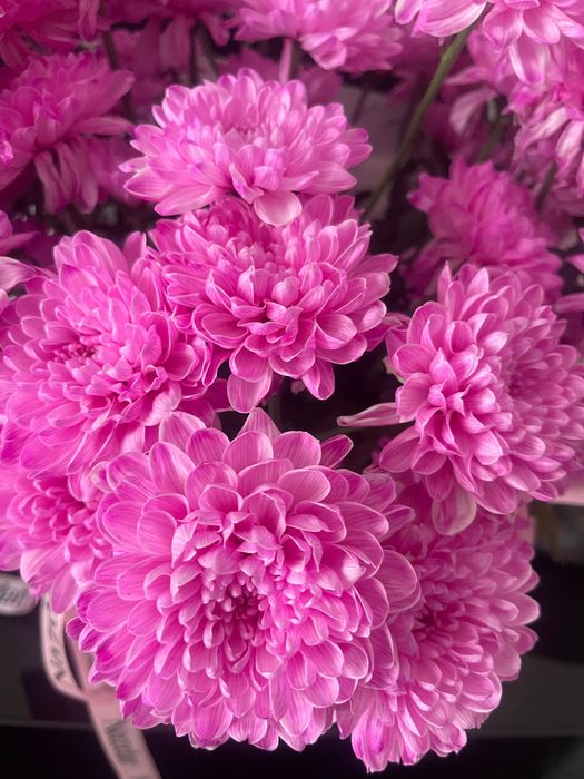 Цветы красивые, шикарные