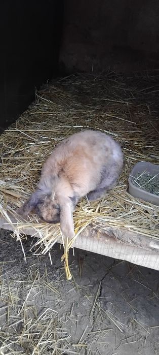 Iepuri rex pitic berbec pitic