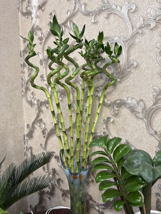 Домашние цветы. Бамбук 80-100 см