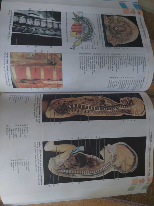 Atlas de Anatomie Umana