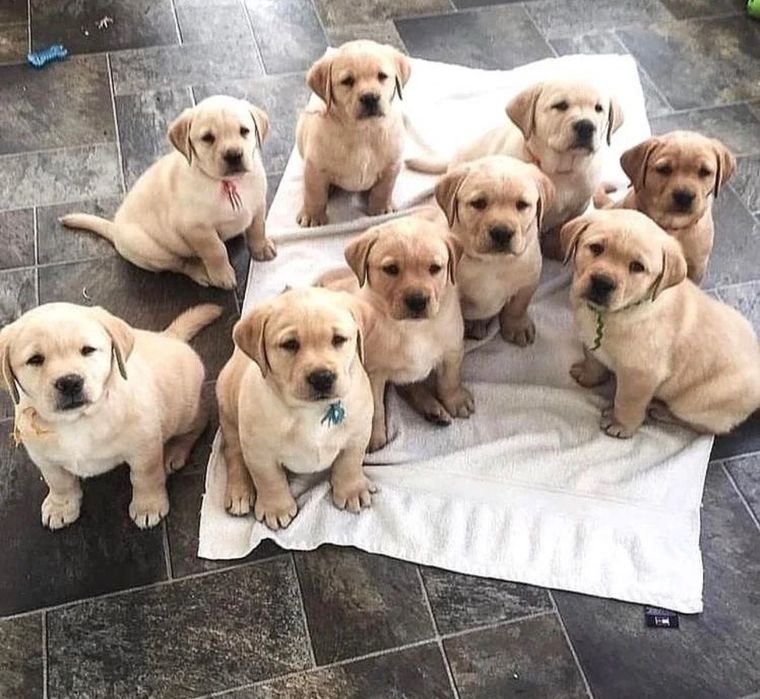 Щенки Лабрадора Астана!
