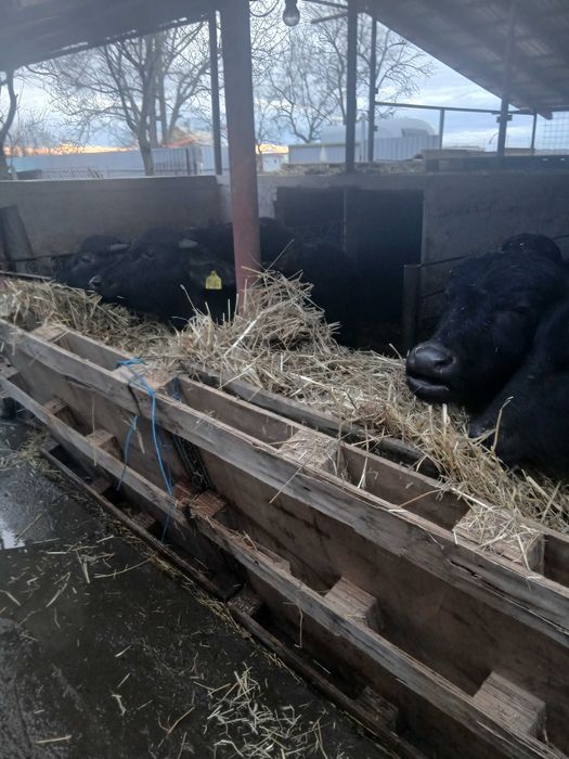 Bivoli cu acte de origine