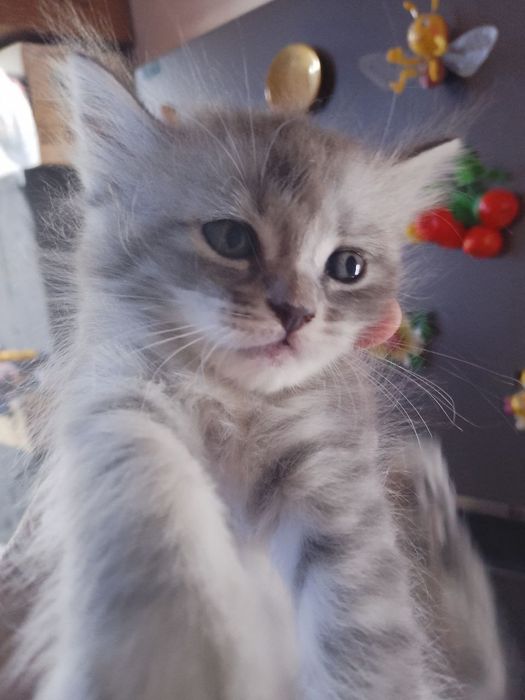Котёнок на продажу