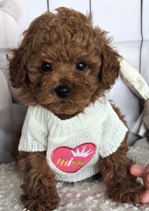 Пудел той /Poodle toy с генетични тестове на родителите / родословие