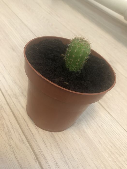 Кактус многолетний