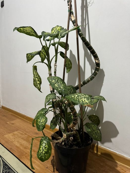 Цветы Диффенбахия