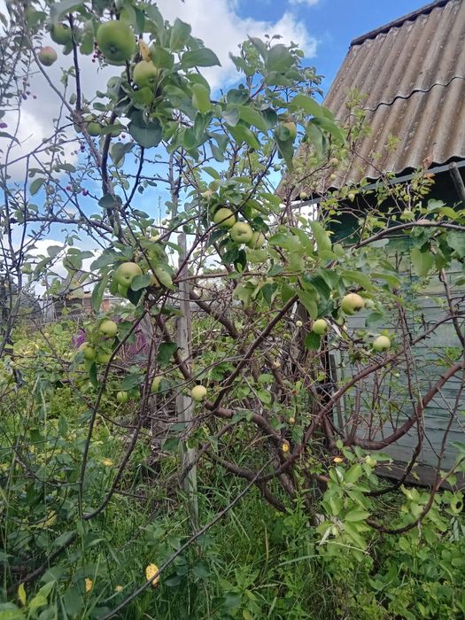 Продам дачу район Новопавловки