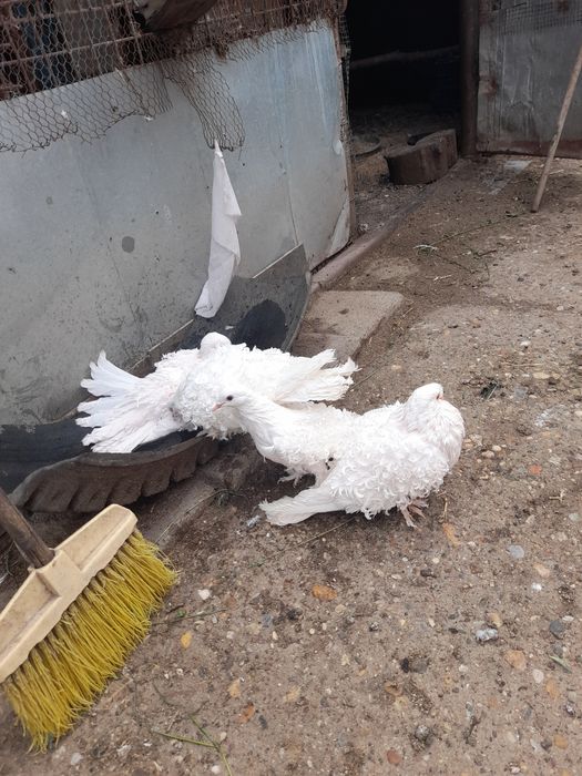 Porumbei de agrement