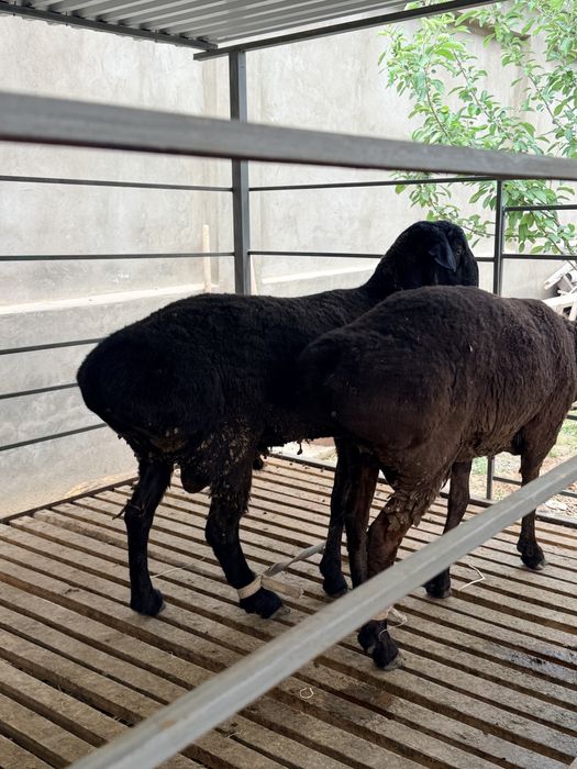 Қошқар сатылады арзан бағада