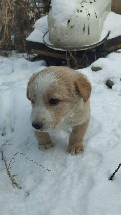 Бордер Колли  щенки