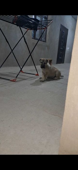 Алабай щенок САО кушык