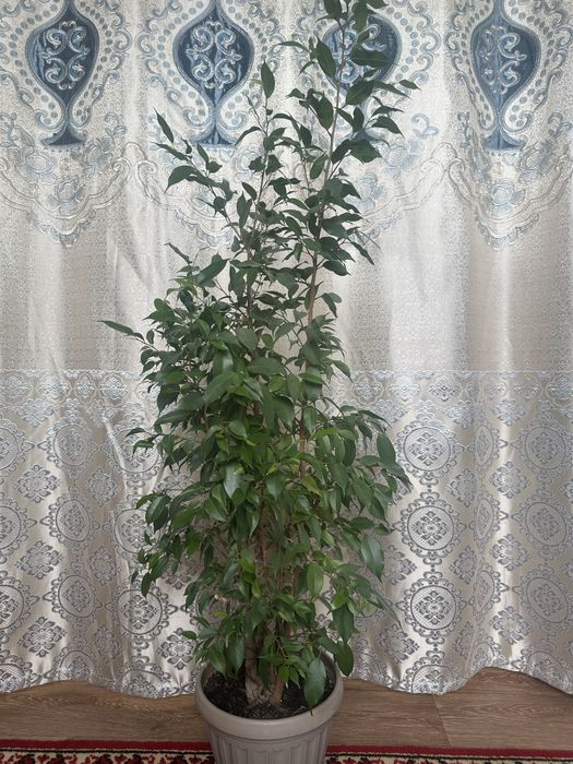 Цветы для дома