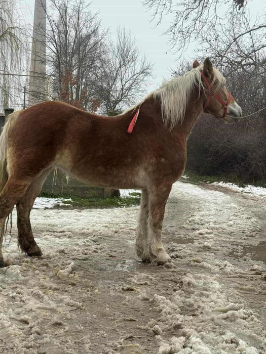 Vand iapa in varsta de 6 ani