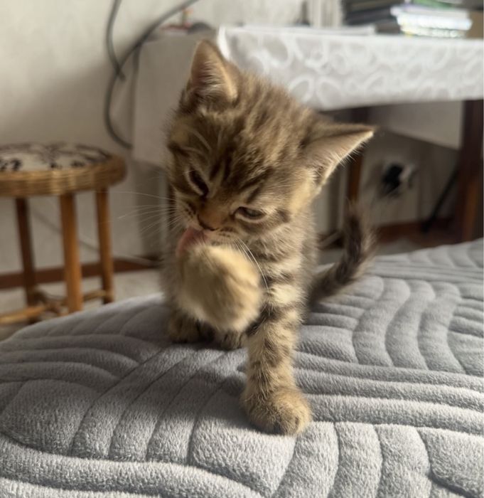 Британские котята