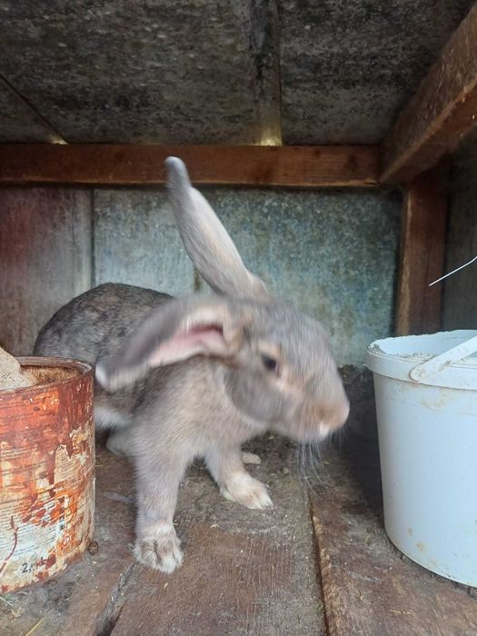 Iepuri, pui și adulți