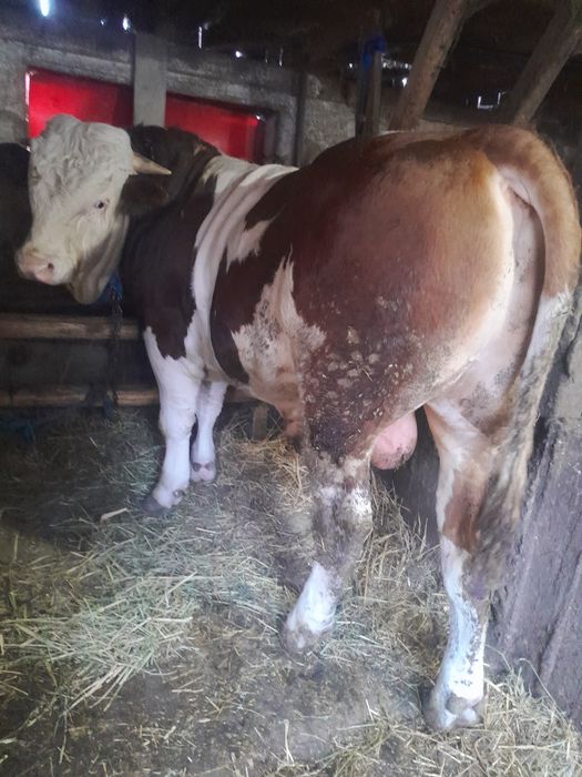 Taur bălțat de vînzare