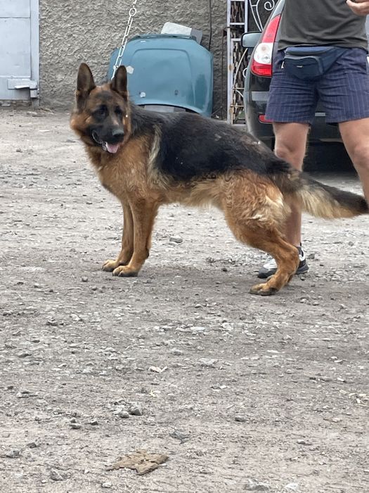 Щенки немецкой овчарки