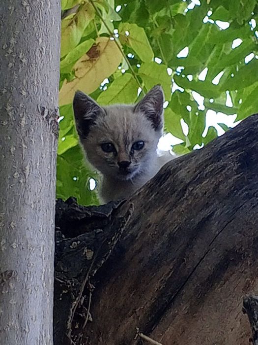 Отдам котят в добрые руки)