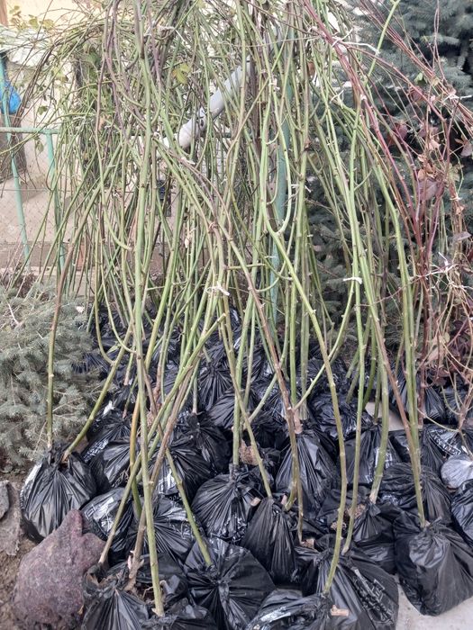 Продам кусты ежемалины