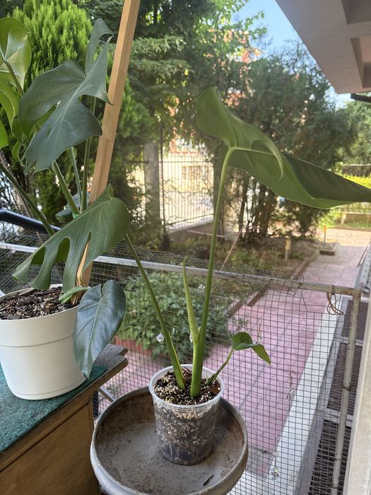 Monstera deliciosa вкоренен резник