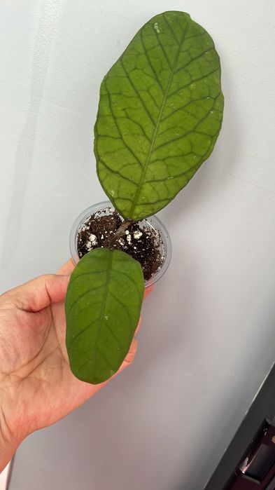 Хойи разные сорта