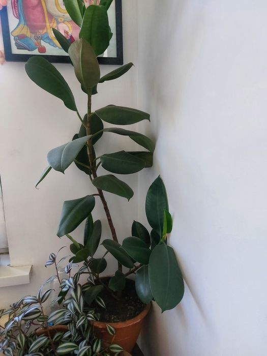 Фикус каучуконосный