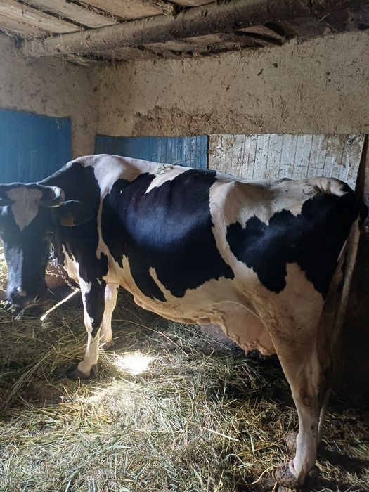 Vând vacă cu 2 viței si juncă gestantă ,5 luni prețul e negociabil