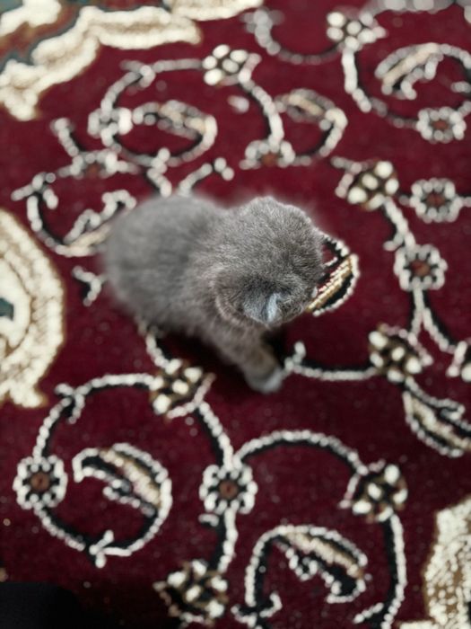 Scottish fold zoti toza erke