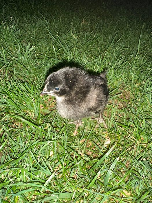 Broller Jojala sotuvda mavjud