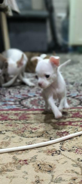 Продаются мини чихуахуа