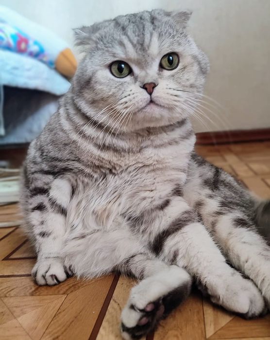 Шотландский вислоухий кот. Вязка