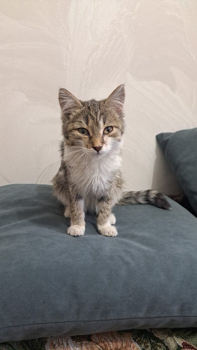 Отдам котёнка-подкидыша в добрые руки