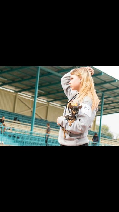 Вязка той-терьера