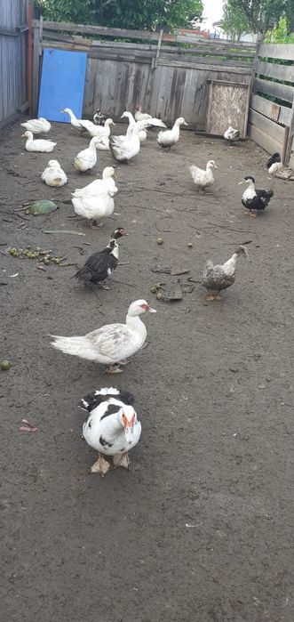 Puicuțe porumbac,negre,