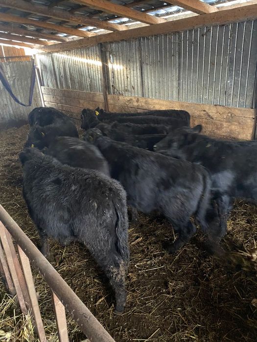 Viței angus, 12 bucati