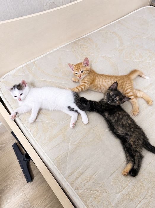 Котенок, подкидыш