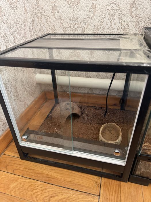 Продам паука с терариумом