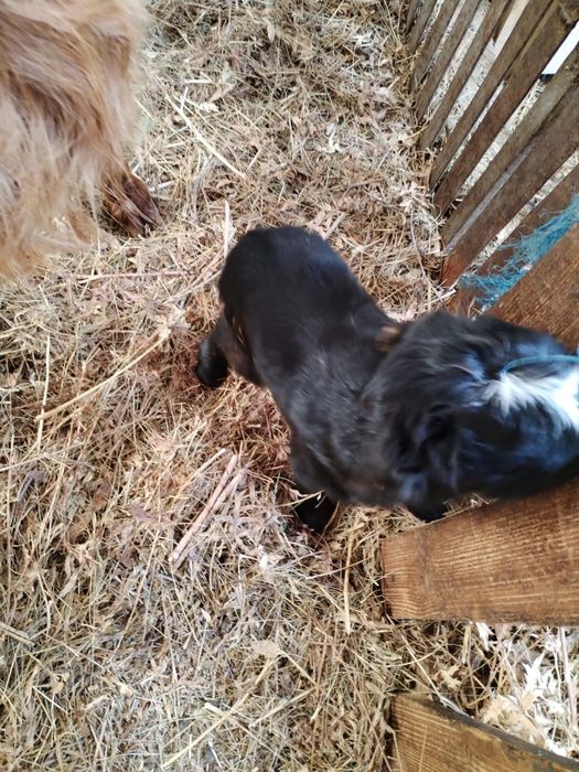 Dau gratis , gratis... gratis.