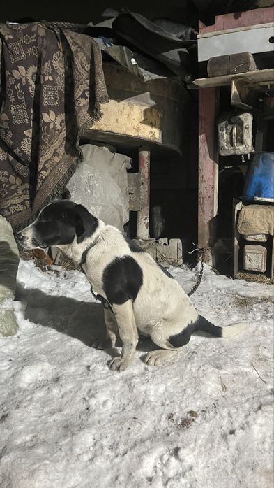 Тобет,алабай шенок