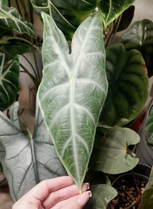 Детка Алоказии Лонгилоба Сильвер