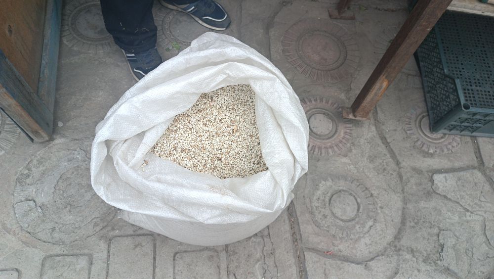 Семена сафлора. 500 тг/кг