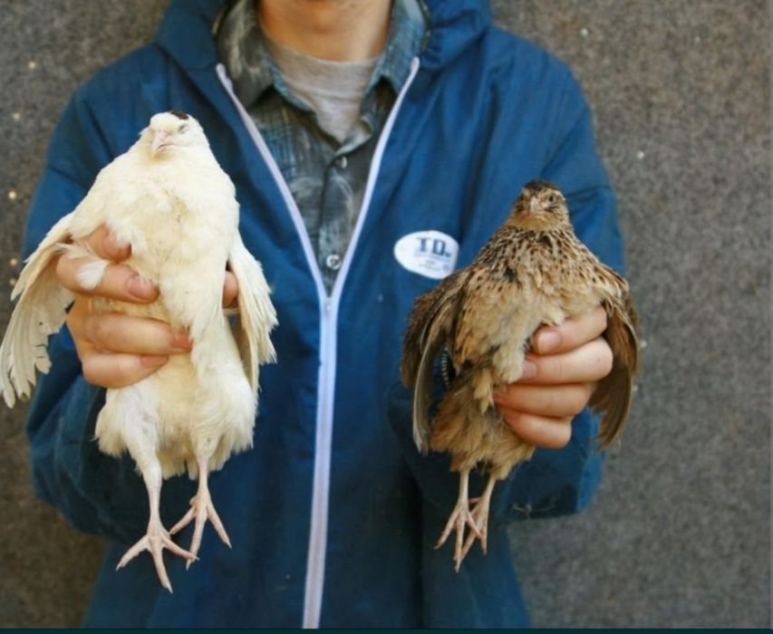 Bedana sotiladi dogip durgan  kasali yoq