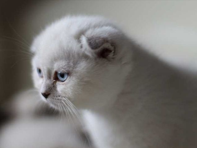 Ogil bolalar hojatxonada jinsiy aloqa video