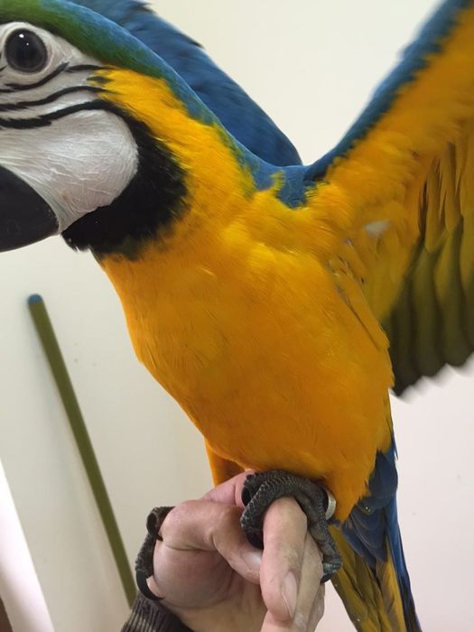 Продам ара ручной