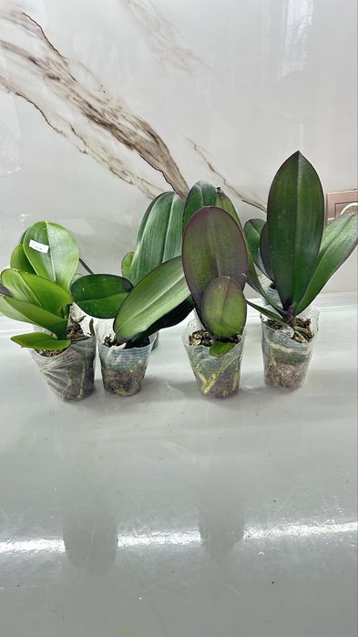 Орхидеи  по 2500